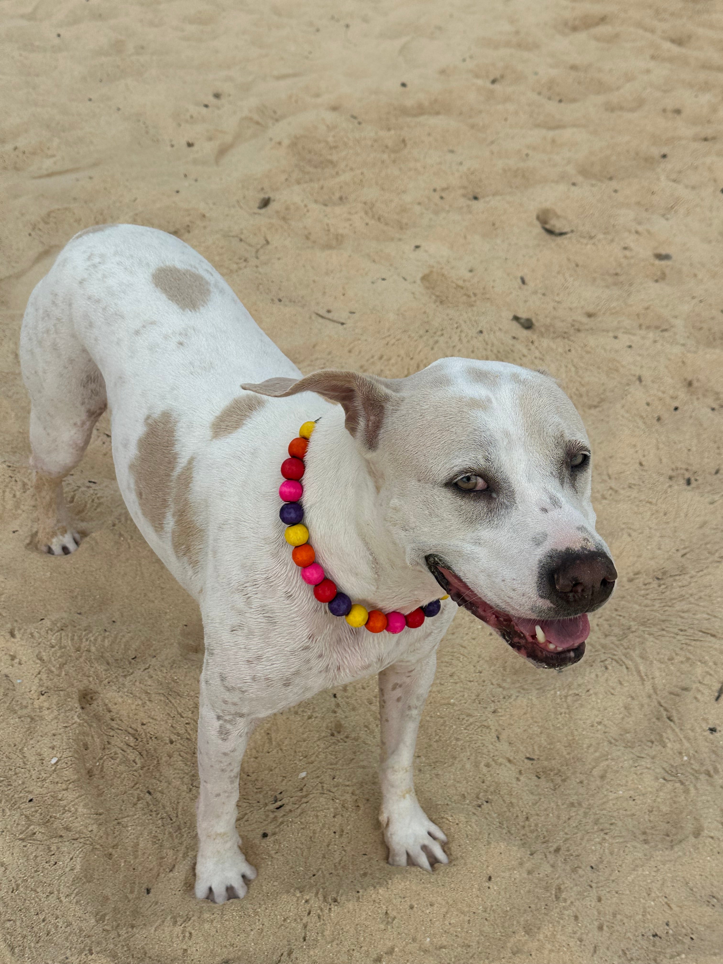 Dog Necklace (Gumball)