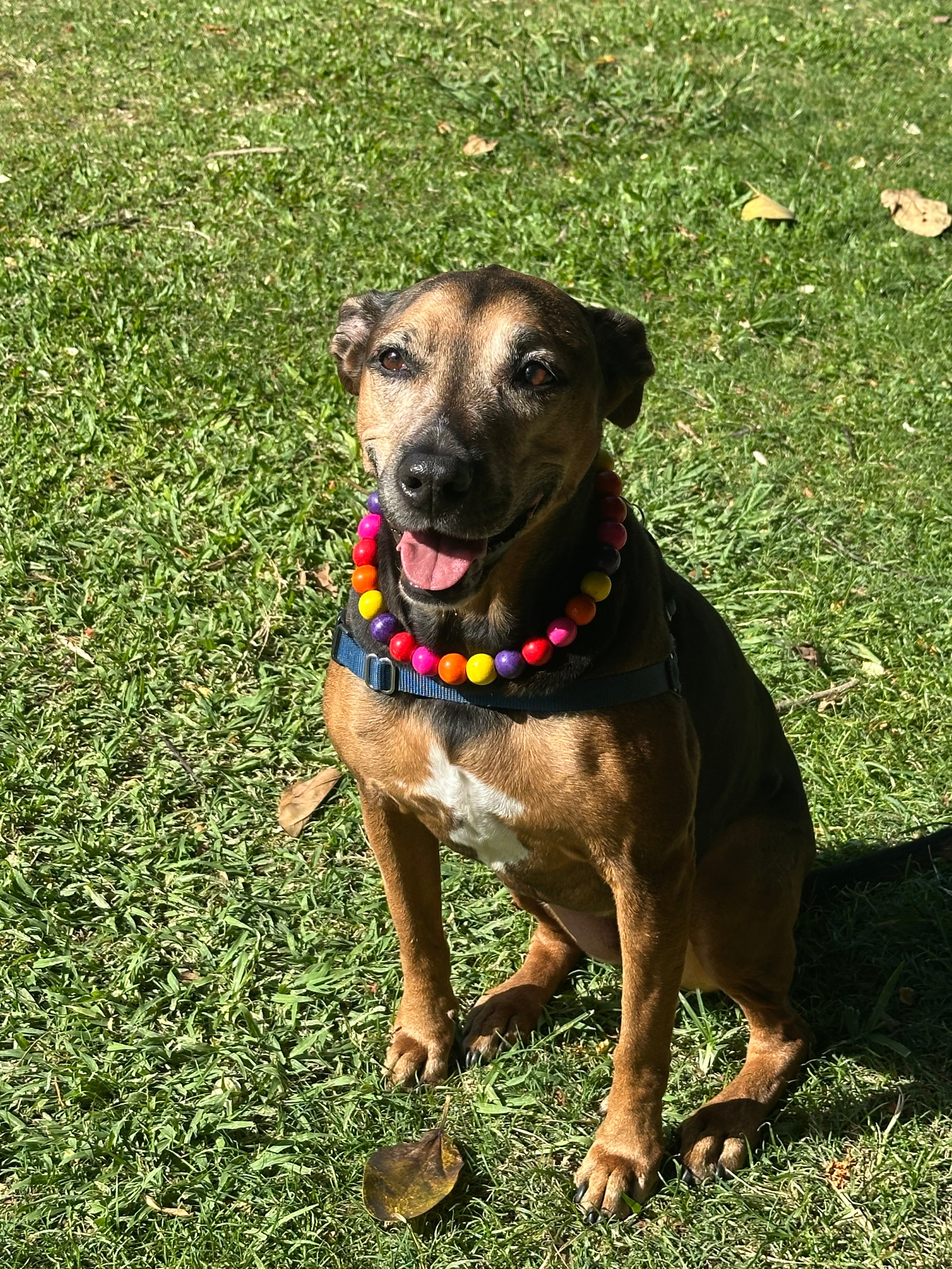 Dog Necklace (Gumball)